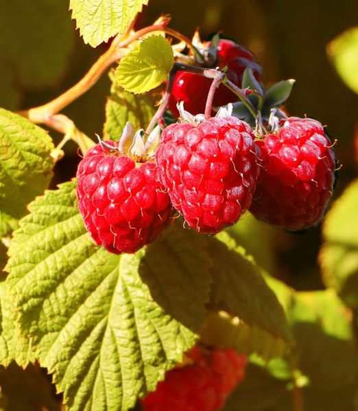Rubus idaeus 'Groovy PBR'